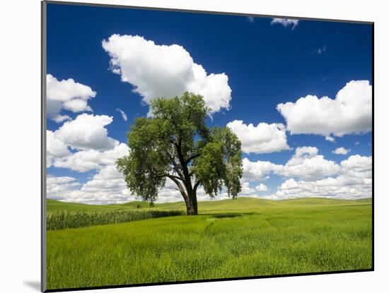 Lone old oak tree in wheat field-Terry Eggers-Mounted Photographic Print