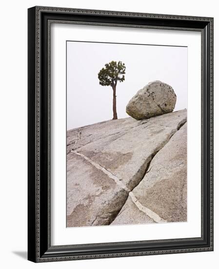 Lone Pine Tree and Boulder on Patterned Granite-Micha Pawlitzki-Framed Photographic Print