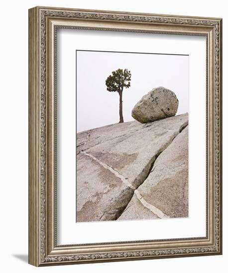 Lone Pine Tree and Boulder on Patterned Granite-Micha Pawlitzki-Framed Photographic Print