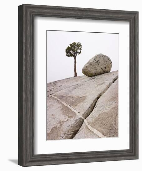 Lone Pine Tree and Boulder on Patterned Granite-Micha Pawlitzki-Framed Photographic Print