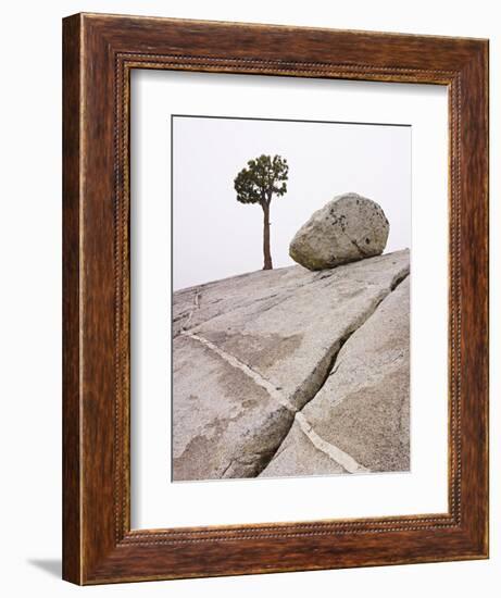 Lone Pine Tree and Boulder on Patterned Granite-Micha Pawlitzki-Framed Photographic Print