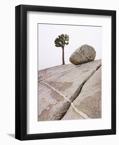 Lone Pine Tree and Boulder on Patterned Granite-Micha Pawlitzki-Framed Photographic Print