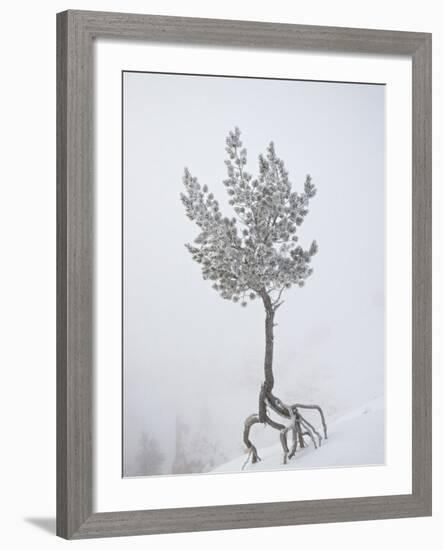 Lone Pine Tree at Sunrise Point Covered with Hoar Frost on a Foggy Morning-James Hager-Framed Photographic Print