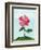 Lone Poppy-Cody Alice Moore-Framed Art Print