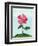 Lone Poppy-Cody Alice Moore-Framed Art Print