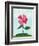 Lone Poppy-Cody Alice Moore-Framed Art Print