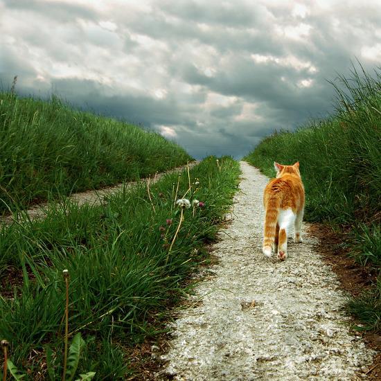 Lone Red And White Cat Walking Along Grassy Path Photographic Print Axel Lauerer Art Com