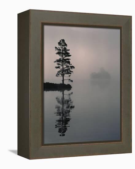 Lone Scots Pine, in Mist on Edge of Lake, Strathspey, Highland, Scotland, UK-Pete Cairns-Framed Premier Image Canvas