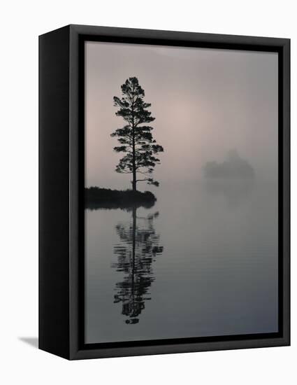 Lone Scots Pine, in Mist on Edge of Lake, Strathspey, Highland, Scotland, UK-Pete Cairns-Framed Premier Image Canvas