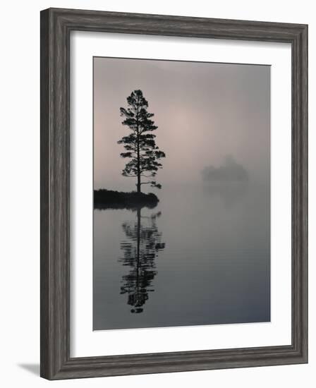 Lone Scots Pine, in Mist on Edge of Lake, Strathspey, Highland, Scotland, UK-Pete Cairns-Framed Photographic Print