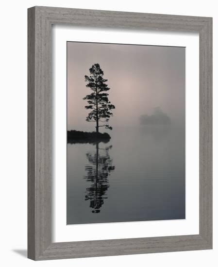 Lone Scots Pine, in Mist on Edge of Lake, Strathspey, Highland, Scotland, UK-Pete Cairns-Framed Photographic Print