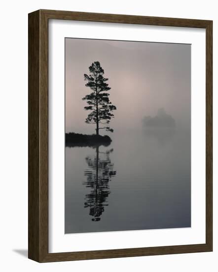 Lone Scots Pine, in Mist on Edge of Lake, Strathspey, Highland, Scotland, UK-Pete Cairns-Framed Photographic Print