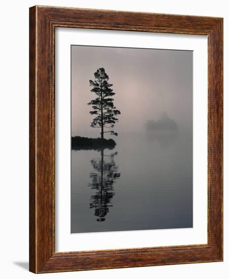 Lone Scots Pine, in Mist on Edge of Lake, Strathspey, Highland, Scotland, UK-Pete Cairns-Framed Photographic Print