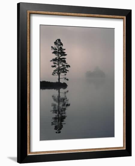 Lone Scots Pine, in Mist on Edge of Lake, Strathspey, Highland, Scotland, UK-Pete Cairns-Framed Photographic Print