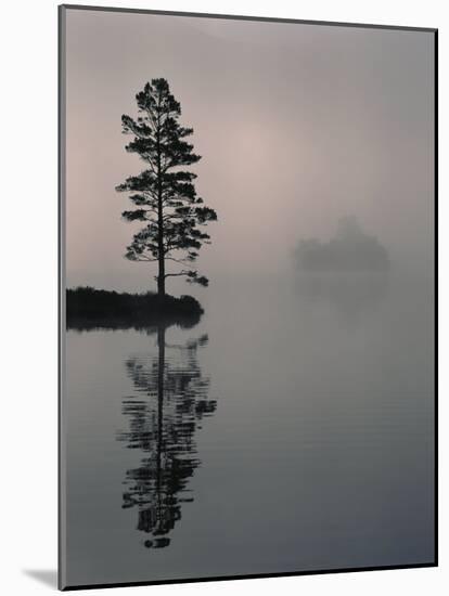 Lone Scots Pine, in Mist on Edge of Lake, Strathspey, Highland, Scotland, UK-Pete Cairns-Mounted Photographic Print