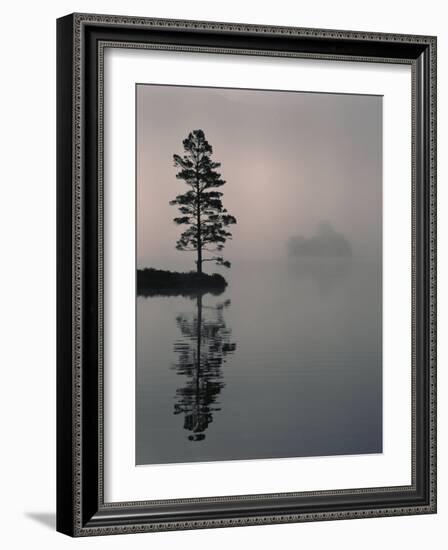 Lone Scots Pine, in Mist on Edge of Lake, Strathspey, Highland, Scotland, UK-Pete Cairns-Framed Photographic Print