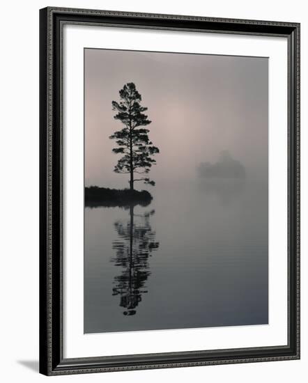 Lone Scots Pine, in Mist on Edge of Lake, Strathspey, Highland, Scotland, UK-Pete Cairns-Framed Photographic Print