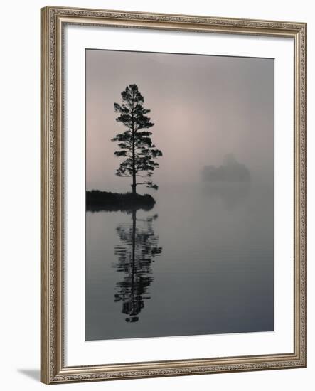 Lone Scots Pine, in Mist on Edge of Lake, Strathspey, Highland, Scotland, UK-Pete Cairns-Framed Photographic Print