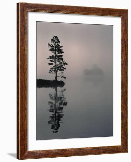 Lone Scots Pine, in Mist on Edge of Lake, Strathspey, Highland, Scotland, UK-Pete Cairns-Framed Photographic Print