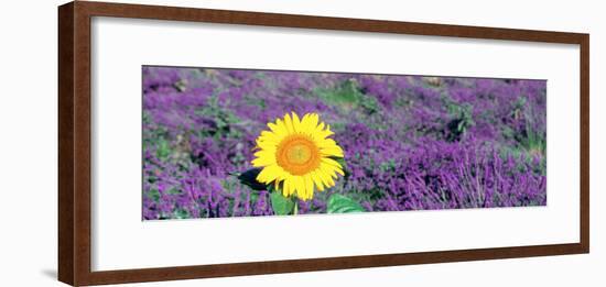 Lone Sunflower in Lavender Field, France-null-Framed Photographic Print