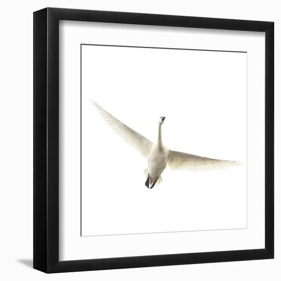 Lone Swan-Wink Gaines-Framed Giclee Print