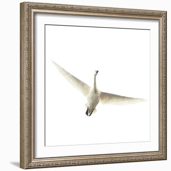 Lone Swan-Wink Gaines-Framed Giclee Print