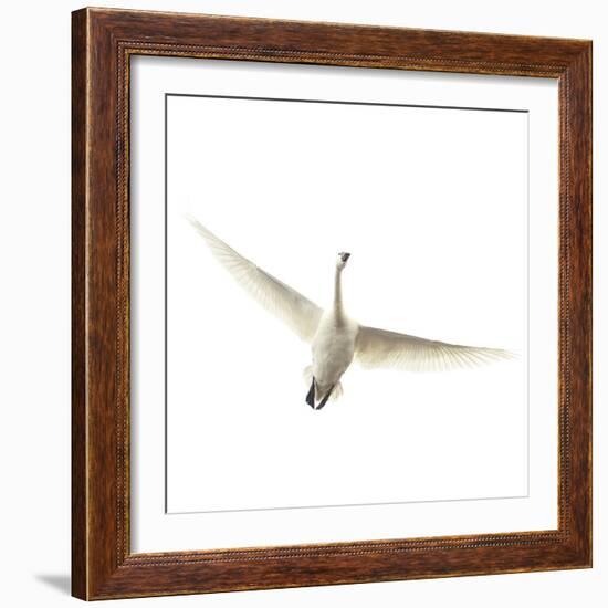 Lone Swan-Wink Gaines-Framed Giclee Print