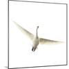 Lone Swan-Wink Gaines-Mounted Giclee Print