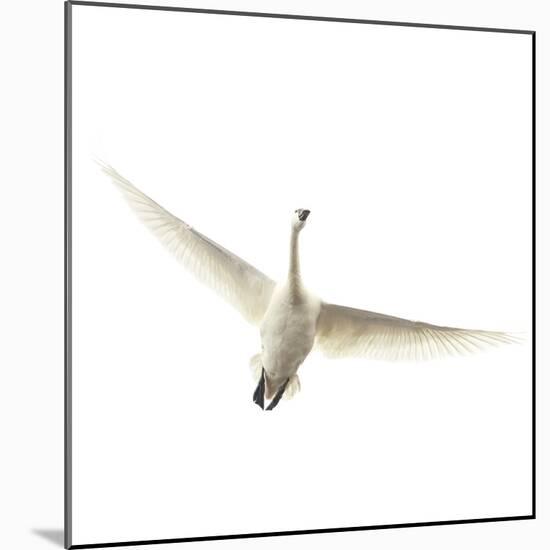 Lone Swan-Wink Gaines-Mounted Giclee Print