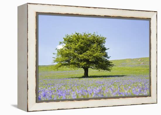 Lone Tree and Mauve Spring Wildflowers at Holwell Lawn, Dartmoor, Devon England-David Clapp-Framed Premier Image Canvas