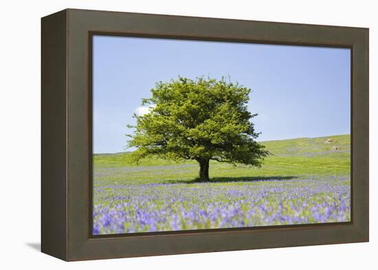 Lone Tree and Mauve Spring Wildflowers at Holwell Lawn, Dartmoor, Devon England-David Clapp-Framed Premier Image Canvas