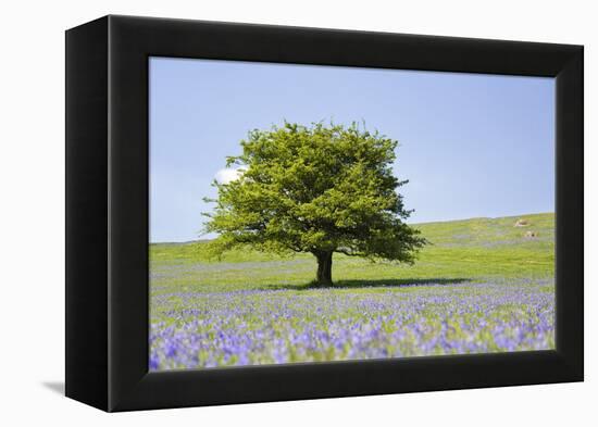 Lone Tree and Mauve Spring Wildflowers at Holwell Lawn, Dartmoor, Devon England-David Clapp-Framed Premier Image Canvas