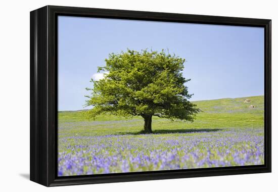 Lone Tree and Mauve Spring Wildflowers at Holwell Lawn, Dartmoor, Devon England-David Clapp-Framed Premier Image Canvas