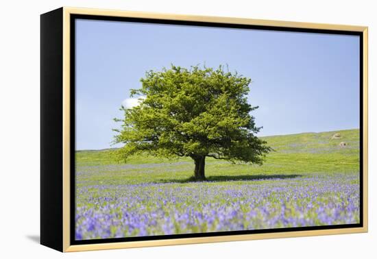 Lone Tree and Mauve Spring Wildflowers at Holwell Lawn, Dartmoor, Devon England-David Clapp-Framed Premier Image Canvas