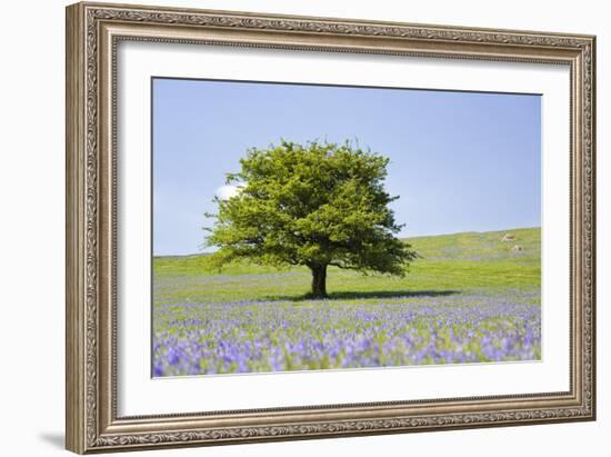 Lone Tree and Mauve Spring Wildflowers at Holwell Lawn, Dartmoor, Devon England-David Clapp-Framed Photographic Print