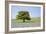 Lone Tree and Mauve Spring Wildflowers at Holwell Lawn, Dartmoor, Devon England-David Clapp-Framed Photographic Print