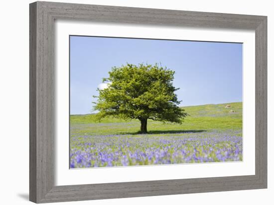 Lone Tree and Mauve Spring Wildflowers at Holwell Lawn, Dartmoor, Devon England-David Clapp-Framed Photographic Print