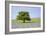 Lone Tree and Mauve Spring Wildflowers at Holwell Lawn, Dartmoor, Devon England-David Clapp-Framed Photographic Print