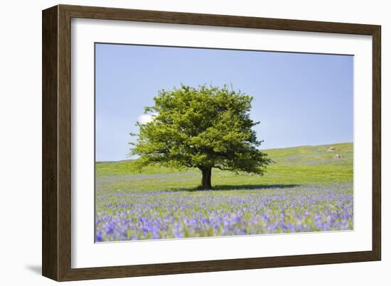 Lone Tree and Mauve Spring Wildflowers at Holwell Lawn, Dartmoor, Devon England-David Clapp-Framed Photographic Print