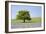 Lone Tree and Mauve Spring Wildflowers at Holwell Lawn, Dartmoor, Devon England-David Clapp-Framed Photographic Print