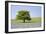Lone Tree and Mauve Spring Wildflowers at Holwell Lawn, Dartmoor, Devon England-David Clapp-Framed Photographic Print