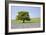 Lone Tree and Mauve Spring Wildflowers at Holwell Lawn, Dartmoor, Devon England-David Clapp-Framed Photographic Print