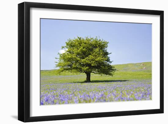 Lone Tree and Mauve Spring Wildflowers at Holwell Lawn, Dartmoor, Devon England-David Clapp-Framed Photographic Print