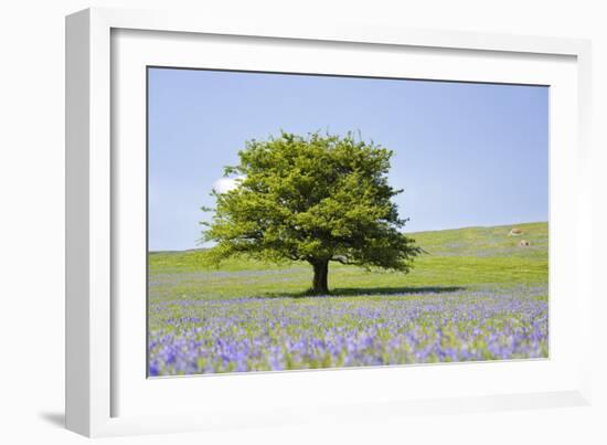 Lone Tree and Mauve Spring Wildflowers at Holwell Lawn, Dartmoor, Devon England-David Clapp-Framed Photographic Print