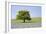 Lone Tree and Mauve Spring Wildflowers at Holwell Lawn, Dartmoor, Devon England-David Clapp-Framed Photographic Print