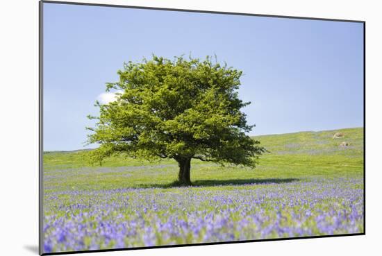 Lone Tree and Mauve Spring Wildflowers at Holwell Lawn, Dartmoor, Devon England-David Clapp-Mounted Photographic Print