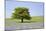 Lone Tree and Mauve Spring Wildflowers at Holwell Lawn, Dartmoor, Devon England-David Clapp-Mounted Photographic Print