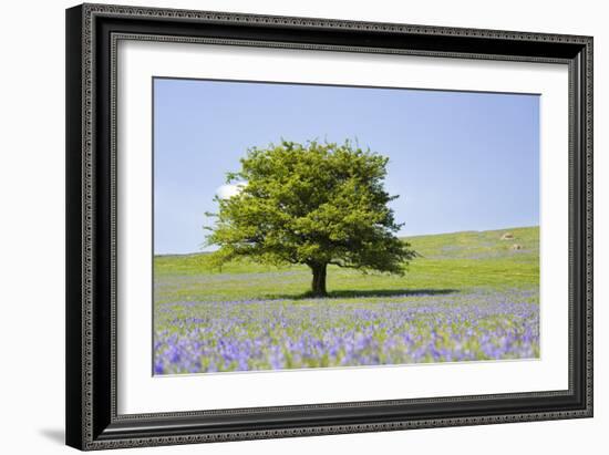 Lone Tree and Mauve Spring Wildflowers at Holwell Lawn, Dartmoor, Devon England-David Clapp-Framed Photographic Print