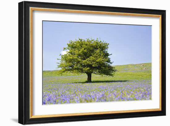 Lone Tree and Mauve Spring Wildflowers at Holwell Lawn, Dartmoor, Devon England-David Clapp-Framed Photographic Print