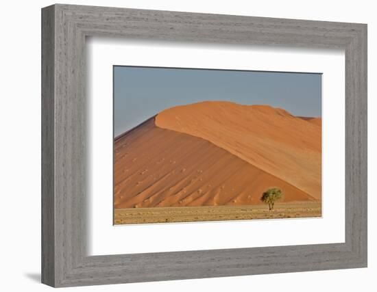 Lone tree and tall sand dune, Sossusvlei Namibia-Darrell Gulin-Framed Photographic Print